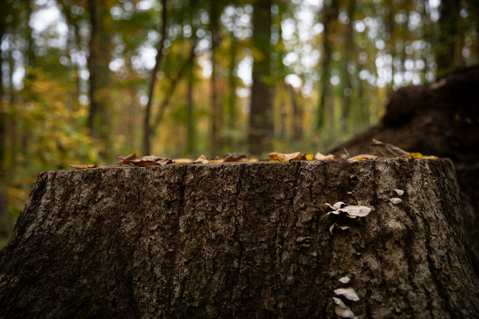 dried leaves on wood stump