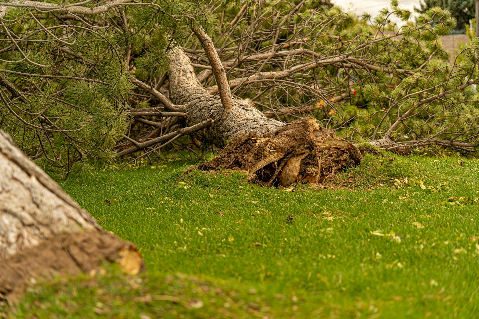 Large pine tree uprooted, lying on green grass in Hyrum, Utah. Nature and storm impact.
